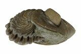 Wide, Enrolled Eldredgeops Trilobite Fossil - Ohio #188903-4